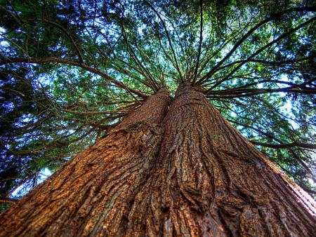 Cedar is naturally resistant to rot, decay and insect attacks.